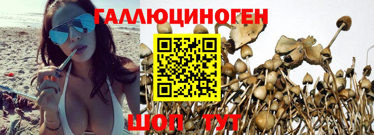 Галлюциногенные грибы Magic Shrooms  Вход с VPN  Ревда  Галлюциногенные грибы Psilocybine cubensis 